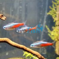 20x Neon Tetra 2cm