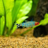 20x Rummynose Tetra 3.5cm 