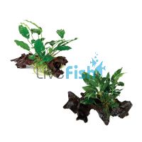 2x Assorted Anubias Mini Driftwood