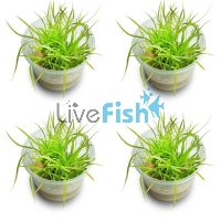 4x Cyperus Helferi - TC
