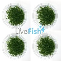 4x Glossostigma Elatinoides