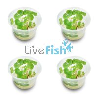 4x Hydrocotyle Leucocephala - TC