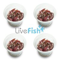 4x Ludwigia Glandulosa - TC