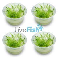 4x 'Milfoil' Myriophyllum Simulans - TC
