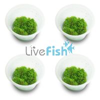 4x Riccia - TC