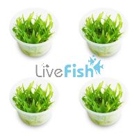 4x Echinodorus Bolivianus (Rusby) Holm - TC