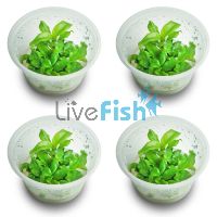 4x Hygrophila Stricta - Blue Stricta - TC 