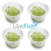 4x Proserpinaca Palustris 'Cuba' - Mer - TC
