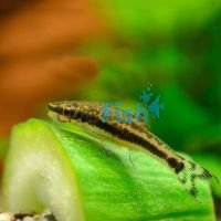 5x Otocinclus Catfish 3.5cm