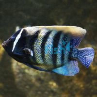 Six Banded Angelfish - Medium