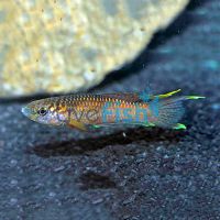 Poliaki 3cm - Aphyosemion 