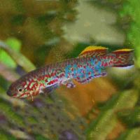 Aphyosemion Gardneri 3.5cm
