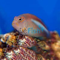 Arc Eyed Hawkfish MED