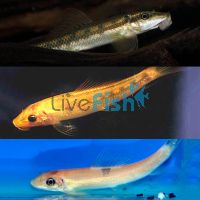 Assorted Sucking Catfish 5cm