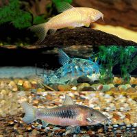 6x Assorted Corydoras 3.5cm