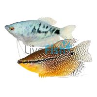 Assorted Gourami 7cm 