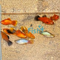 20x Assorted Platy 4cm