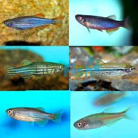 10x Assorted Danio 3.5cm