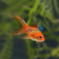 Assorted Fantail 5cm