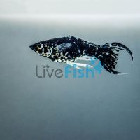 Assorted L.T Mini Molly 3.5cm