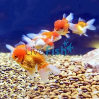 Assorted Oranda 5cm