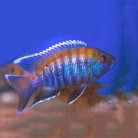 Blue Peacock 5cm