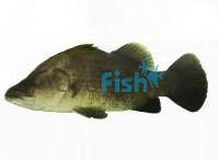 Barramundi 3cm
