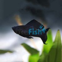 Lyretail Black Molly 5cm