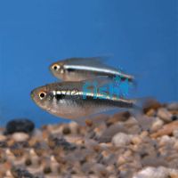 Black Neon Tetra 3cm