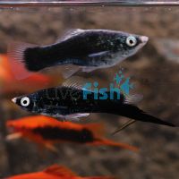 Black Swordtail 5cm