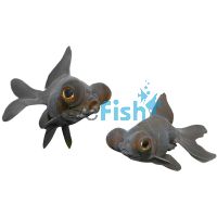 Black Moor 5cm
