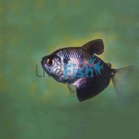 Black Widow Tetra 3cm