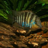 Blue-Eye Cichilasoma 3.5cm