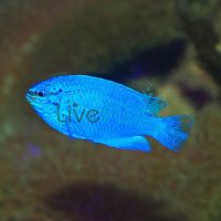 Female Blue Devil Damselfish MED