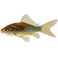 25x Uncoloured-Budget Goldfish 5cm