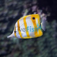Copperband Butterflyfish - MED