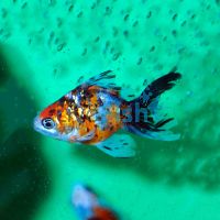 Calico Fantail Goldfish 7cm
