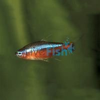 Cardinal Tetra 2.5cm