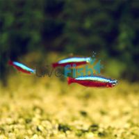 10x Cardinal Tetra 2.5cm