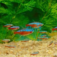 Cardinal Tetra Spectacular 2.5cm 