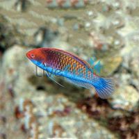 Multicolour Fairy Wrasse 