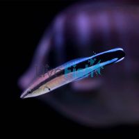 Cleaner Wrasse MED