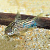 Elegans Corydoras 3.5cm