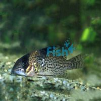 Leucomelas Corydoras 3.5cm