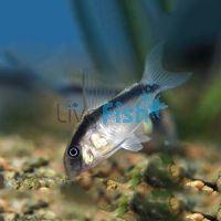 Arcuatus Corydoras 3.5cm
