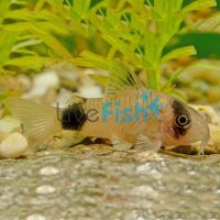 Panda Corydoras 3cm