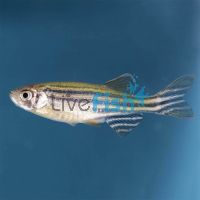 Zebra Danio 3.5cm