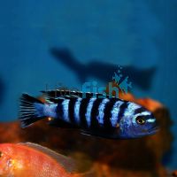 Demasoni 4cm