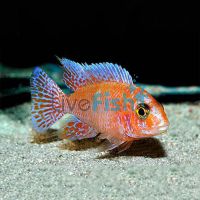 Dragon Blood Peacock 5cm