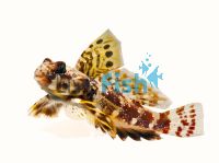 Scooter Dragonet - Medium